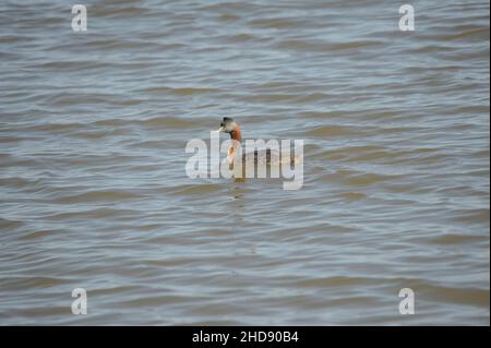 Vögel in Freiheit und in ihrer Umgebung von Uruguay. Stockfoto