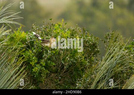 Vögel in Freiheit und in ihrer Umgebung von Uruguay. Stockfoto