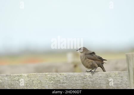 Vögel in Freiheit und in ihrer Umgebung von Uruguay. Stockfoto