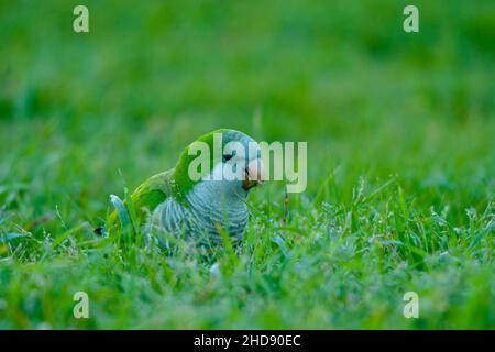 Vögel in Freiheit und in ihrer Umgebung von Uruguay. Stockfoto