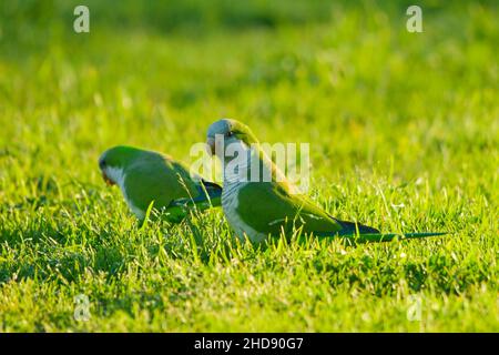 Vögel in Freiheit und in ihrer Umgebung von Uruguay. Stockfoto