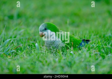 Vögel in Freiheit und in ihrer Umgebung von Uruguay. Stockfoto