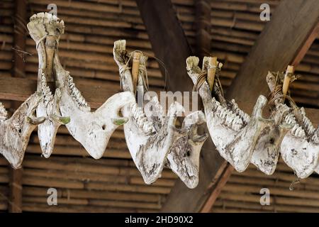 Kieferknochen von Opferbüffeln auf der UNESCO-Grabstätte Bori Kalimbuang mit 102 Menhiren. Bori, Rantepao, Süd-Sulawesi, Indonesien Stockfoto