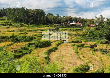 Landschaft von terrassierten Reisfeldern in Batutumonga in den Bergen nördlich von Rantepao. Batutumonga, Rantepao, Toraja, Süd-Sulawesi, Indonesien Stockfoto