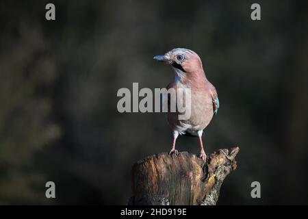 Ein Nahaufnahme-Porträt eines eurasischen eichelhähers, Garrulus glandarius, der auf einem Baumstumpf mit dunklem, natürlichem Hintergrund thront Stockfoto