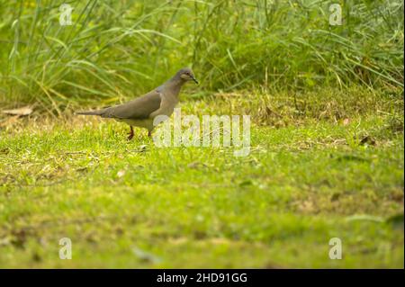 Vögel in Freiheit und in ihrer Umgebung von Uruguay. Stockfoto