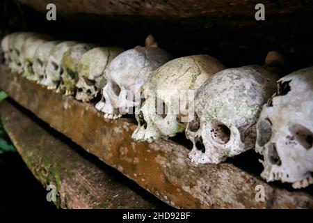 Schädel aus verfaulten Särgen (Erong) in der 700 Jahre alten Grabhöhle bei Lombock Parinding, Rantepao. Lombok Parinding, Toraja, Süd-Sulawesi, Indonesien. Stockfoto