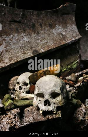 Schädel aus verfaulten Särgen (Erong) in der 700 Jahre alten Grabhöhle bei Lombock Parinding, Rantepao. Lombok Parinding, Toraja, Süd-Sulawesi, Indonesien. Stockfoto