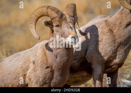 Selektiv eines Schneeschafes (Ovis nivicola) in einem trockenen Feld Stockfoto