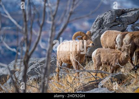 Selektiv eines Schneeschafes (Ovis nivicola) in einem trockenen Feld Stockfoto