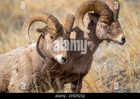 Selektiv eines Schneeschafes (Ovis nivicola) in einem trockenen Feld Stockfoto