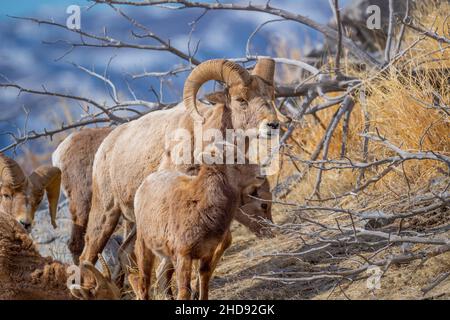 Selektiv eines Schneeschafes (Ovis nivicola) in einem trockenen Feld Stockfoto