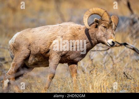 Selektiv eines Schneeschafes (Ovis nivicola) in einem trockenen Feld Stockfoto