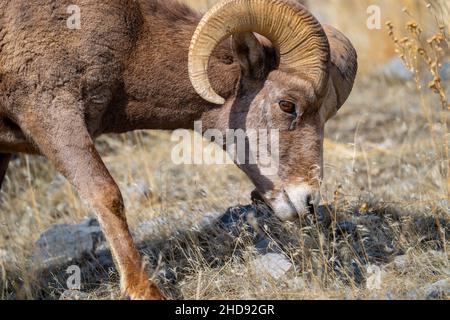 Selektiv eines Schneeschafes (Ovis nivicola) in einem trockenen Feld Stockfoto