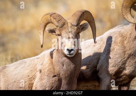 Selektiv eines Schneeschafes (Ovis nivicola) in einem trockenen Feld Stockfoto