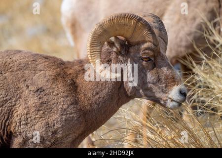 Selektiv eines Schneeschafes (Ovis nivicola) in einem trockenen Feld Stockfoto