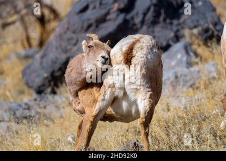 Selektiv eines Schneeschafes (Ovis nivicola) in einem trockenen Feld Stockfoto