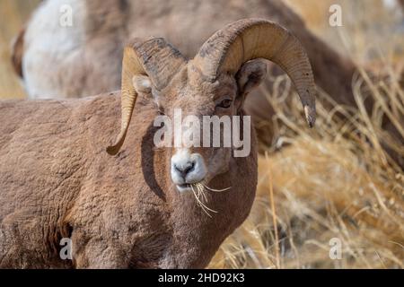 Selektiv eines Schneeschafes (Ovis nivicola) in einem trockenen Feld Stockfoto