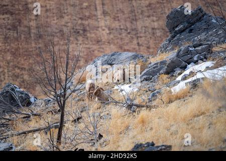 Selektiv eines Schneeschafes (Ovis nivicola) in einem trockenen Feld Stockfoto