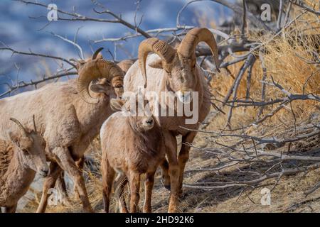 Selektiv eines Schneeschafes (Ovis nivicola) in einem trockenen Feld Stockfoto