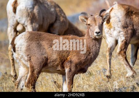 Selektiv eines Schneeschafes (Ovis nivicola) in einem trockenen Feld Stockfoto