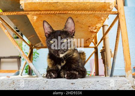 Goiânia, Goias, Brasilien – 04. Januar 2022: Eine schöne Katze carey (weiblich), die auf einem Betonboden liegt. Stockfoto