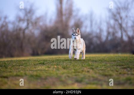 Welpenhusky läuft auf der grünen Hundewiese herum. Der Hund hat leuchtend blaue Augen und ein helles Fell mit dunkelgrauen Streifen Stockfoto