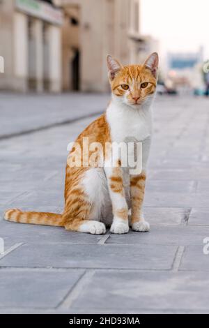 Schöne streunende Katze auf der Straße Stockfoto