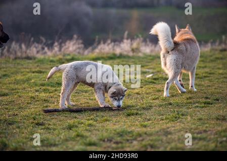 Welpe Husky spielt mit seiner Hundefamilie und Freunden auf der Hundewiese. Der mutige kleine Hund scheut sich nicht vor anderen Hunden Stockfoto