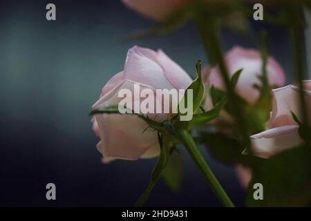 Nahaufnahme der schönen rosa Rosen. Ausgewählter Fokus. Stockfoto