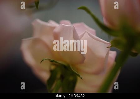 Nahaufnahme der schönen rosa-weißen Rosen. Stockfoto