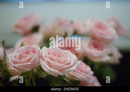 Nahaufnahme der schönen rosa Rosen. Ausgewählter Fokus. Stockfoto