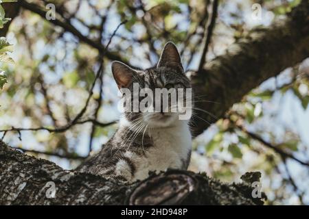 Hauskatze aus einem Herbstbaum Stockfoto