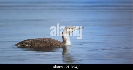 Gavia stellata schwimmt auf dem Wasser auf der Suche nach Nahrung, das beste Foto. Stockfoto