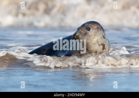 Weibliche atlantische Graurobbe (Halichoerus grypus), die in der Brandung spielt Stockfoto