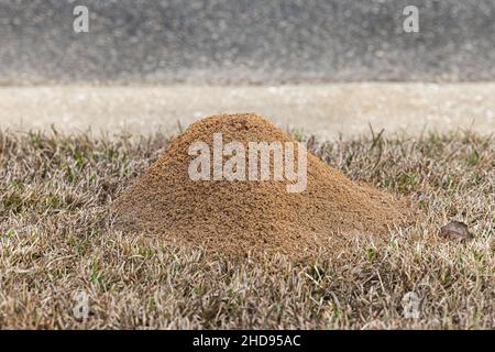 Große rote Ameise Haufen im Gras im Hof im Winter Stockfoto