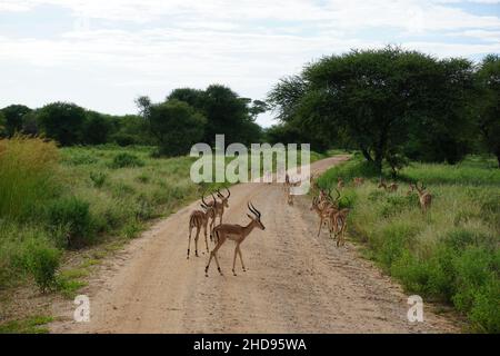 Impalas-Weibchen überqueren die Straße im Tarangire-Nationalpark, Tansania 2021 Stockfoto