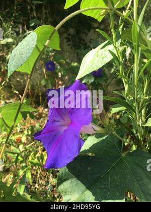 Violette Blüten der Ipomoea-Pflanze. Violette Schneeglöpfenblüten Stockfoto