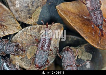 Weizenkäfer Sitophilus granarius käfer auf Buchweizen-Samen. Hohe Vergrößerung. Stockfoto