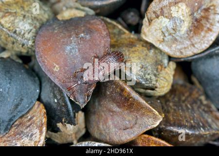 Weizenkäfer Sitophilus granarius käfer auf Buchweizen-Samen. Hohe Vergrößerung. Stockfoto