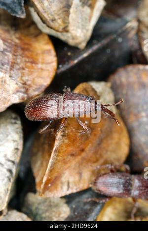 Weizenkäfer Sitophilus granarius käfer auf Buchweizen-Samen. Hohe Vergrößerung. Stockfoto