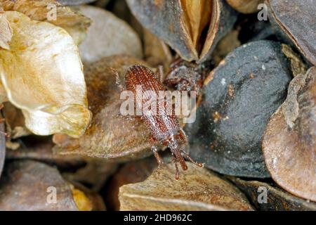 Weizenkäfer Sitophilus granarius käfer auf Buchweizen-Samen. Hohe Vergrößerung. Stockfoto