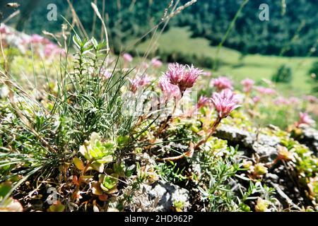 Kaukasischer Steinkropf, zweireihiger Steinkropf (Sedum spurium) auf den Almen an den Felsaufschlüssen. Nordkaukasus. 2500 m ü. D. M. Angestammte Plantspro Stockfoto