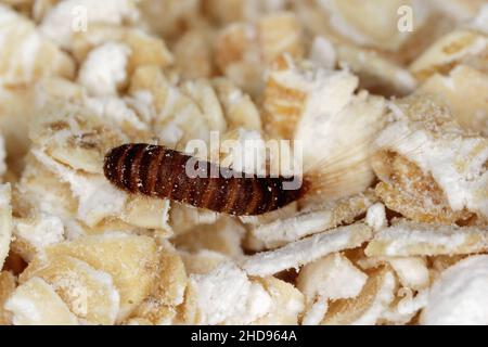 Larve von Attagenus pellio der Pelzkäfer oder Teppichkäfer aus der Familie Dermestidae ein Hautkäfer. Auf Haferflocken. Stockfoto