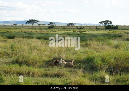 Männlicher Löwe schläft und erholt sich nach der Jagd in der Serengeti, Tansania 2021 Stockfoto