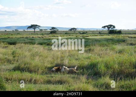 Fauler männlicher Löwe in der Savanne der Serengeti, Tansania 2021 Stockfoto