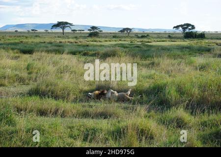 Müde und faul männliche Löwe erholt sich in der Savanne der Serengeti, Tansania 2021 Stockfoto