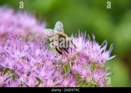 Makroaufnahme einer Honigbiene, die auf einer violetten Blume sitzt und auf der Suche nach Nektar ist Stockfoto
