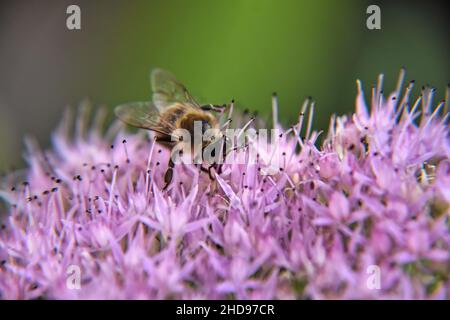 Makroaufnahme einer Biene, die Nektar aus einer violetten Blume vor einem verschwommenen Hintergrund sammelt Stockfoto