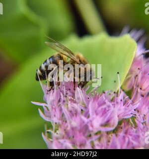 Nahaufnahme einer Biene, die im Garten Nektar aus einer violetten Blume sammelt Stockfoto